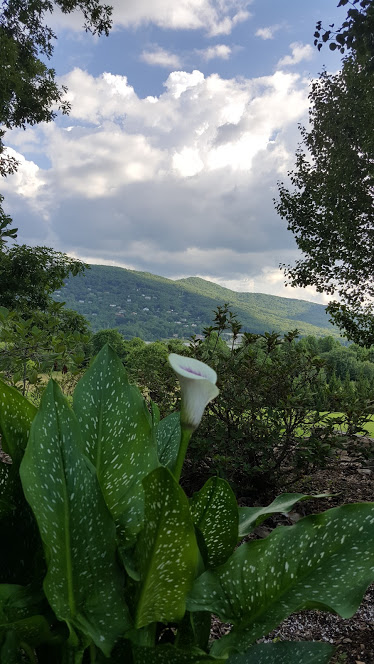 Flowering trees and mountain sky in North Georgia